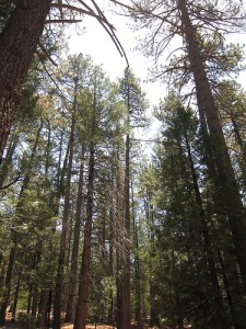 tahquitz-pines-forest
