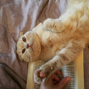 Murphy, the little menace preventing me from re-reading Harry Potter.